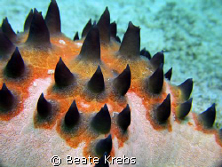Seastar, Canon S70 with macro lens by Beate Krebs 